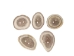 Cross-Cut 2-Hole Caribou Antler Button: 1.5-2.0" - 74-20-1.5 (Y1MC14)