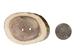 Cross-Cut 2-Hole Caribou Antler Button: 2.0-2.5&quot; - 74-20-2.0 (Y1M)