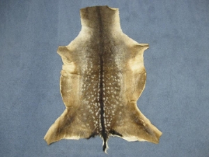 Hungarian Fallow Deer Hide: Summer Phase 