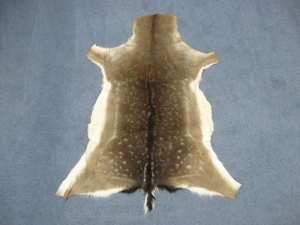 Hungarian Fallow Deer Hide: Winter Phase 