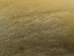 Dyed Australian Sheepskin Shearling: 1": Palomino (sq ft) - 78-11-003 (Y1JRN)