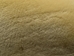 Dyed Australian Sheepskin Shearling: 1&quot;: Palomino (sq ft) - 78-11-003 (Y1J)