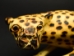 African Hunting Cheetah Wood Carving - 862-71-S-AS (Y1ERG)