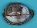 Engraved Cowrie Shell: House - 867-HO (Y1F)