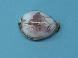 Engraved Cowrie Shell: Marlin 
