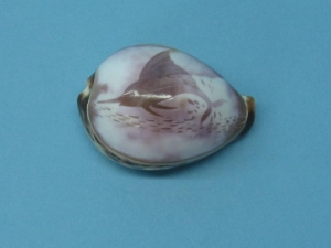 Engraved Cowrie Shell: Marlin cowry shells