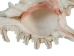 Murex Ramosa Shell: Small - 868-S (Y1MC01)