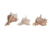 Murex Ramosa Shell: Small - 868-S (Y1MC01)