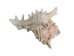 Murex Ramosa Shell: Small - 868-S (Y1MC01)