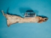 Deer Leg with Hooves - 875-10-W (Y1K)