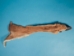 Deer Leg with Hooves - 875-10-W (Y1K)