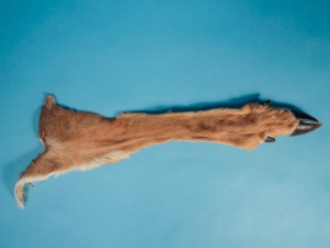 Deer Leg with Hooves 
