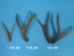 Mule Deer Antler: 2-point - 158-2M (Y1JC01)