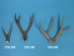 Mule Deer Antler: 2-point - 158-2M (Y1JC01)