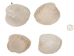Quahog Shells: #1 - 1080-1 (Y3E)