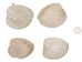 Quahog Shells: #1 - 1080-1
