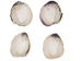 Quahog Shells: #1 - 1080-1 (Y3E)