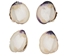 Quahog Shells: #1 - 1080-1