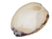 Quahog Shells: #1 - 1080-1 (Y3E)