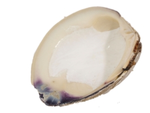 Quahog Shells: #1 