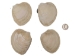 Quahog Shells: #2 - 1080-2 (Y3L)