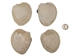 Quahog Shells: #2 - 1080-2 (Y3L)