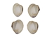 Quahog Shells: #2 - 1080-2 (Y3L)