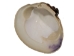 Quahog Shells: #2 - 1080-2 (Y3L)