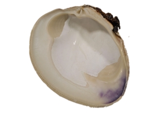 Quahog Shells: #2 