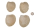 Quahog Shells: #3 - 1080-3 (Y3L)