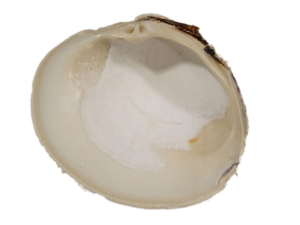 Quahog Shells: #3 