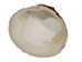 Quahog Shells: #3 - 1080-3 (Y3L)
