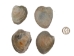 Quahog Shells: Extensive Purple - 1080-JWL