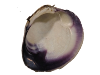 Quahog Shells: Extensive Purple 