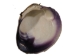 Quahog Shells: Extensive Purple - 1080-JWL