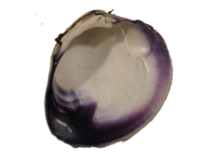 Quahog Shells: Extensive Purple 