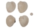 Quahog Shells: Select - 1080-SEL (Y3L)