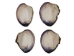 Quahog Shells: Select - 1080-SEL (Y3L)