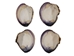 Quahog Shells: Select - 1080-SEL
