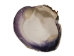 Quahog Shells: Select - 1080-SEL (Y3L)