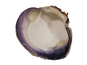 Quahog Shells: Select 