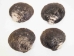 Mahogany Clam Shell - 1088-AS (Y3G-A6)