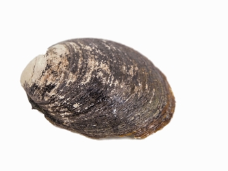 Mahogany Clam Shell 