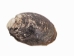 Mahogany Clam Shell - 1088-AS (Y3G-A6)