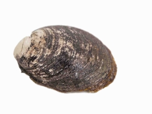 Mahogany Clam Shell 