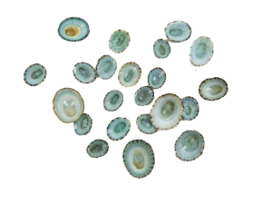 Green Limpet Shells (100/bag) 