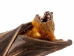 Hanging Minute Fruit Bat - 1235-40-AS (Y2LRK)