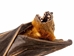 Hanging Minute Fruit Bat - 1235-40-AS (Y3L)