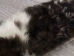Rabbit Craft Piece: 10x80cm: Spotted - 1259-1L-1080-SP (Y2F)