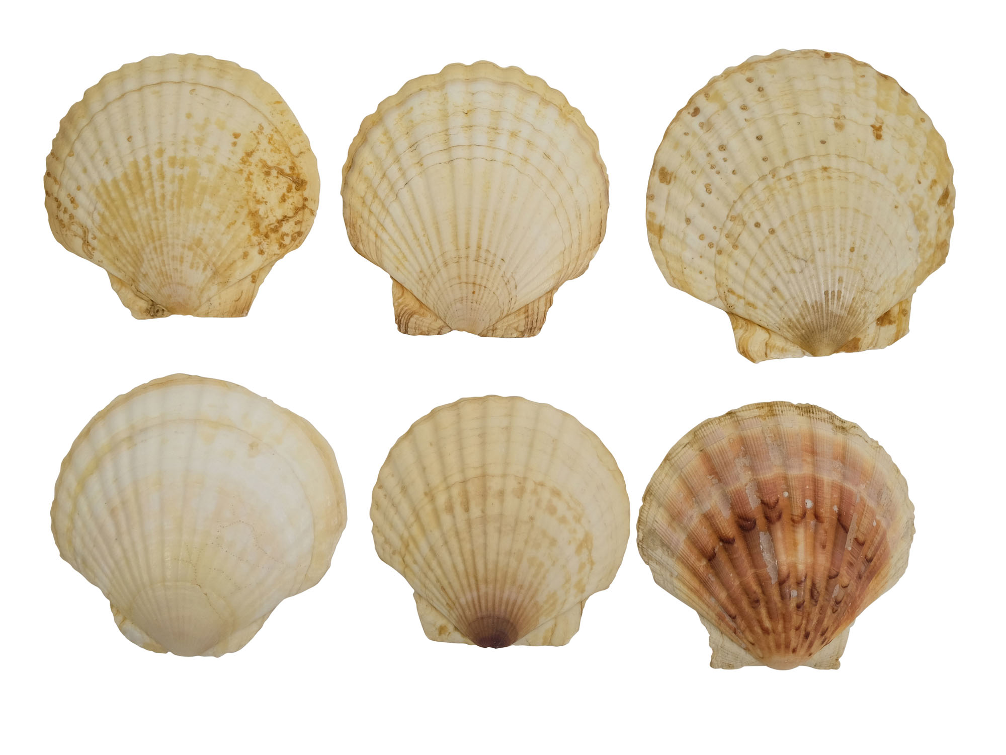 Japanese Scallop Shell: Assorted